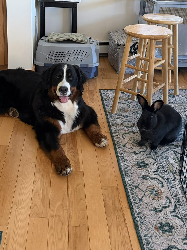 Charlie, a Bernese mountain dog, lying on the floor next to Katla, a black rabbit