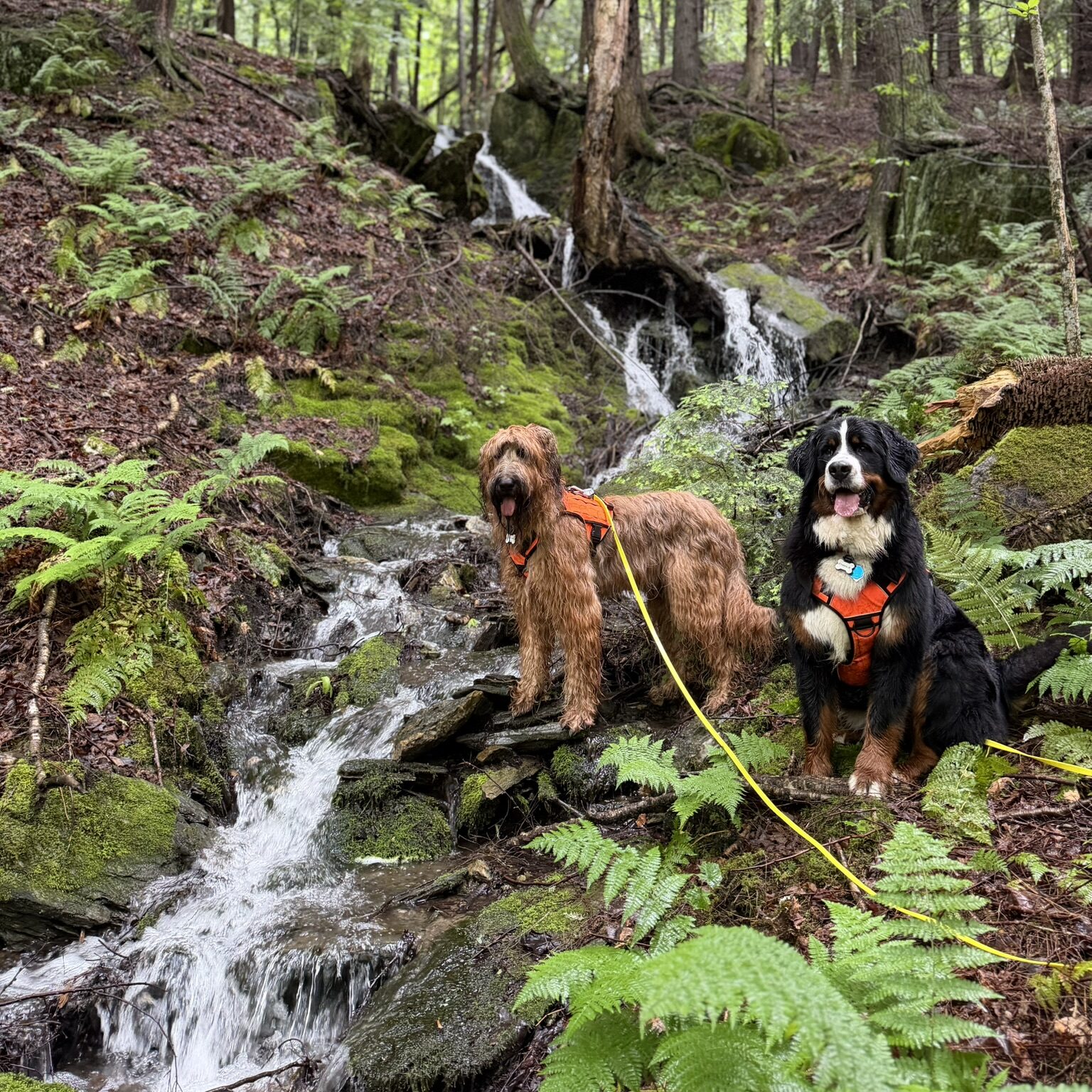 Two dogs, a shaggy tan Briard and a Bernese mountain dog, standing beside a small waterfall in a fern-filled forest