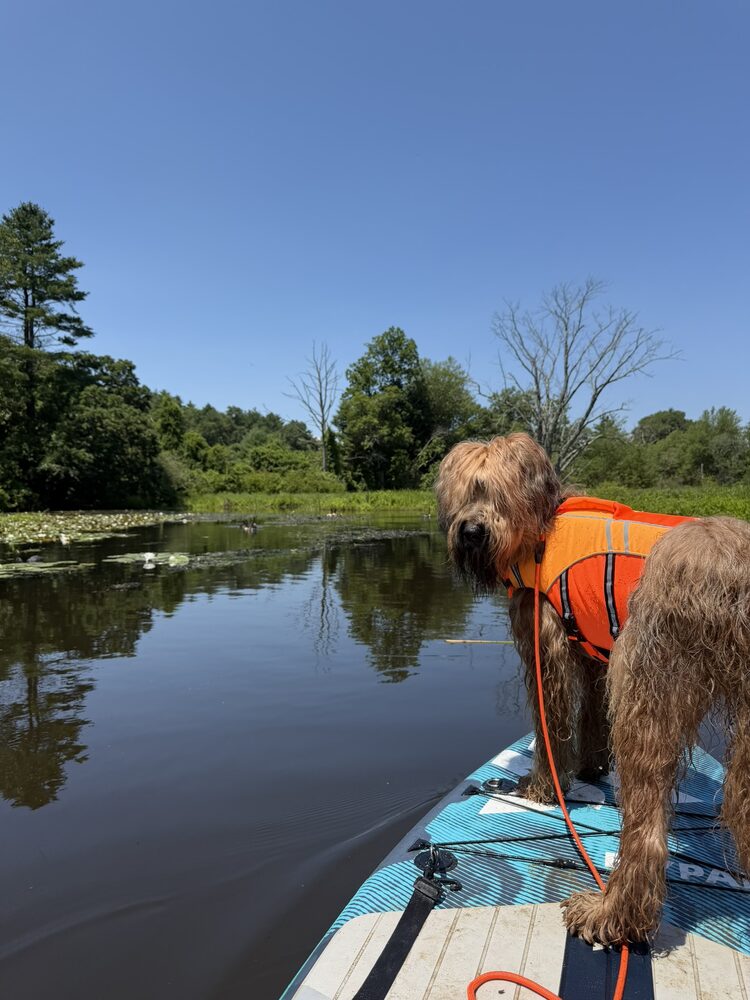 Teddy, a Briard in an orange life vest, standing at the nose of a paddleboard on a quiet river